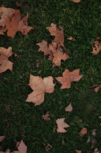 Fall leaves in the grass