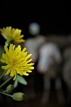 Yellow flower with a really blurry sheep silhouette on the background.