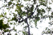 blurry tree 