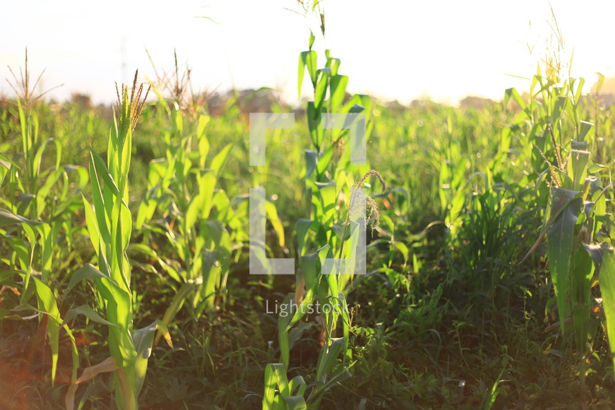 corn field in the sunlight
