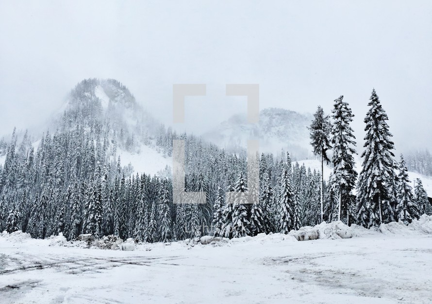snow blowing off mountains in a pine forest 