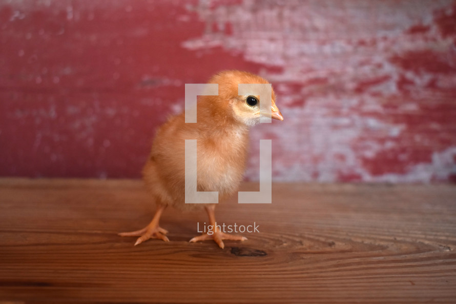 chick 