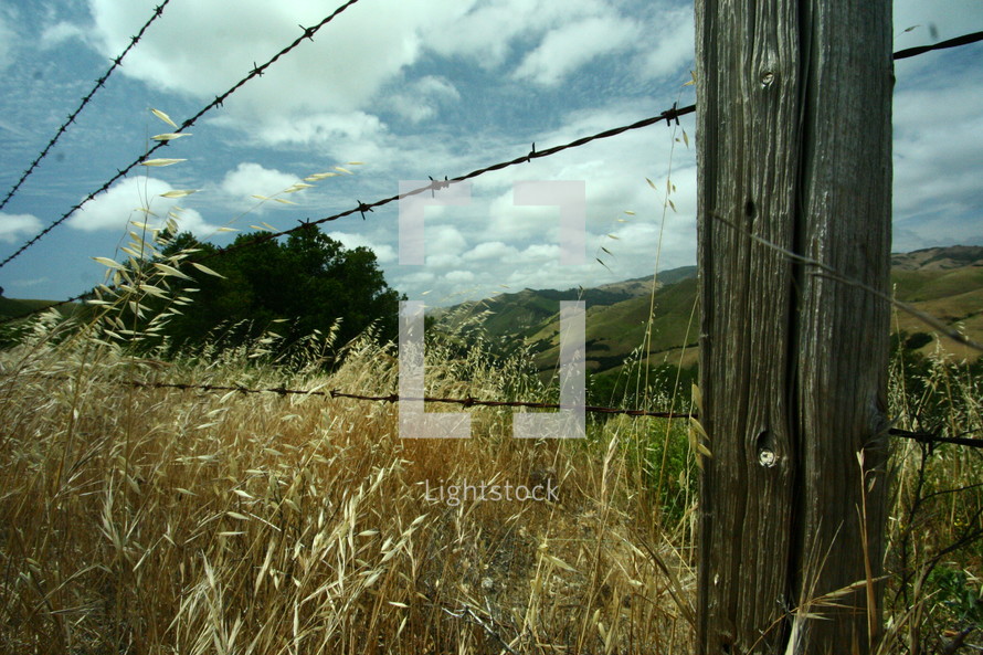 Barbwire fence in field