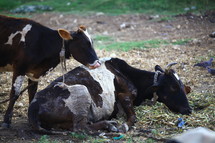 cows lying in a pasture