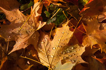 water droplets on fall leaves