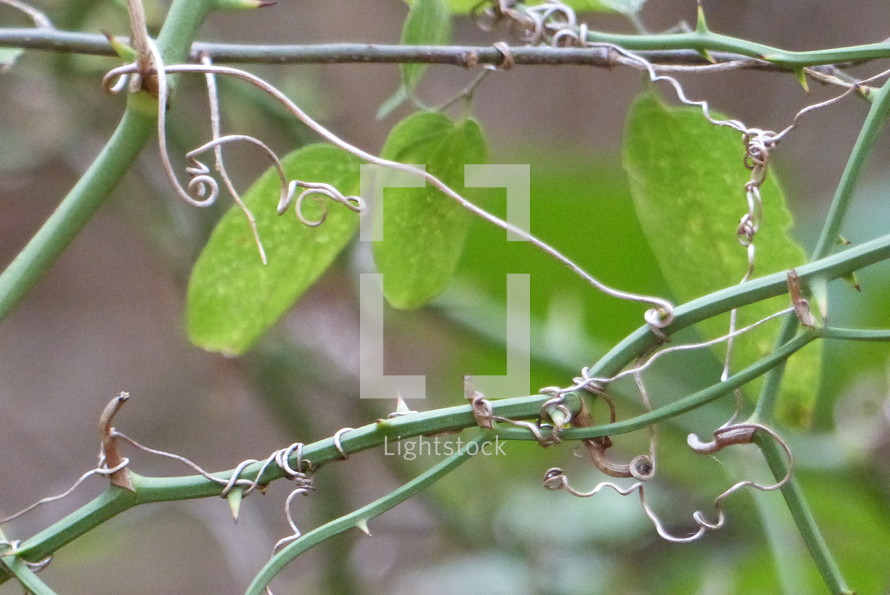 thorny vine with green leaves
