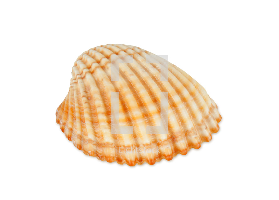 seashell 