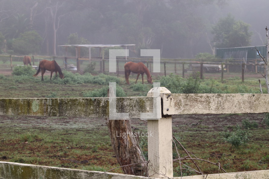 horses in a paddock 