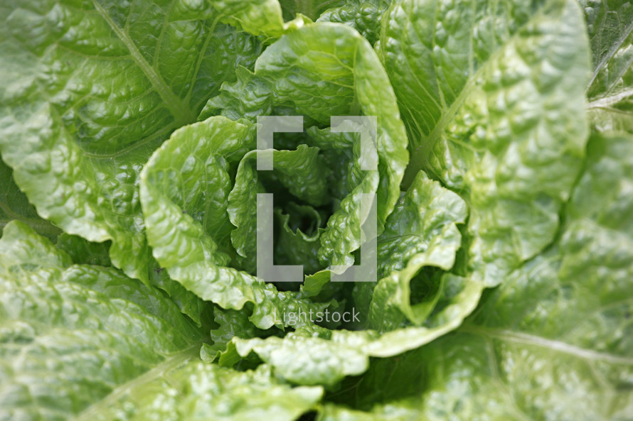 Fresh lettuce in the field