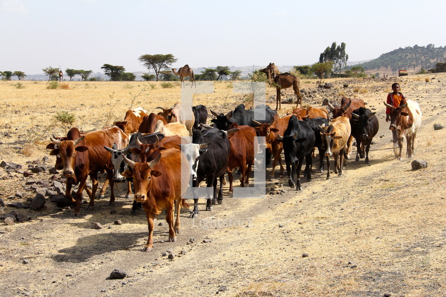 cattle on a dirt road in Africa 