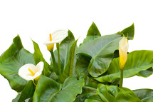 White Calla lilies with leaf isolated on a white background