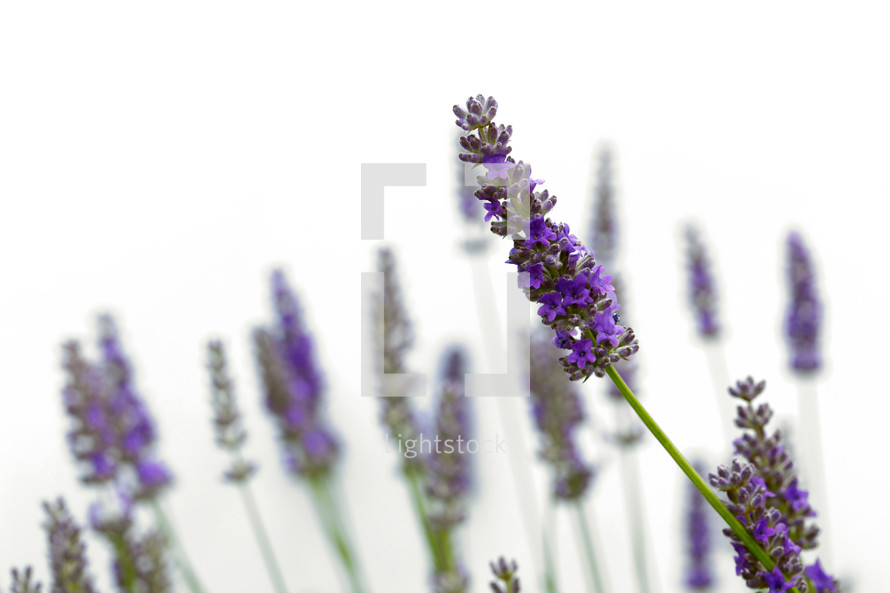 Lavender flower isolated on white background
