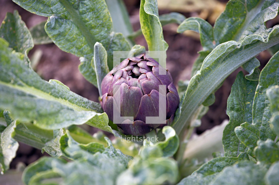 Cultivation of artichokes in the field