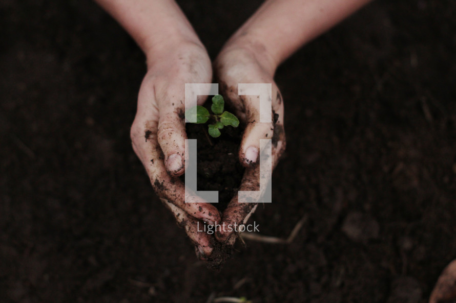 cupped hands with seedling 