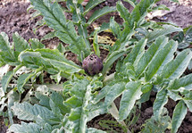 Cultivation of artichokes in the field