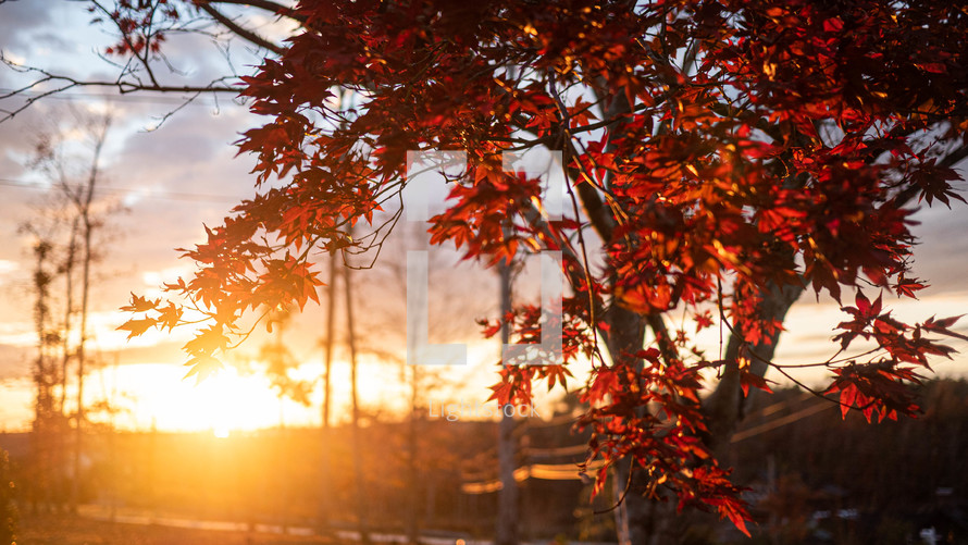 red fall leaves at sunset 
