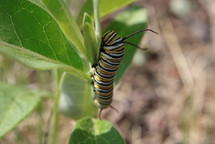 monarch caterpillar crawling on a leaf