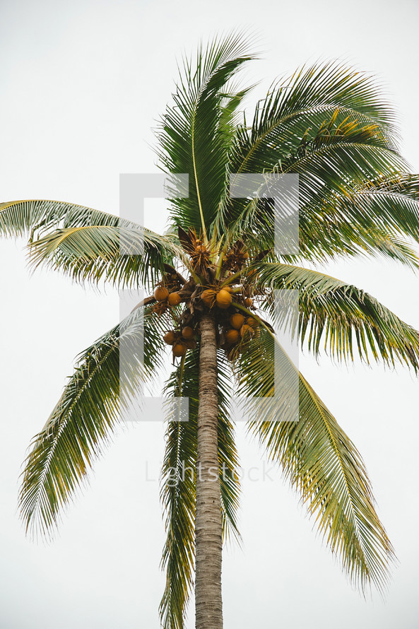 coconuts on a palm tree 