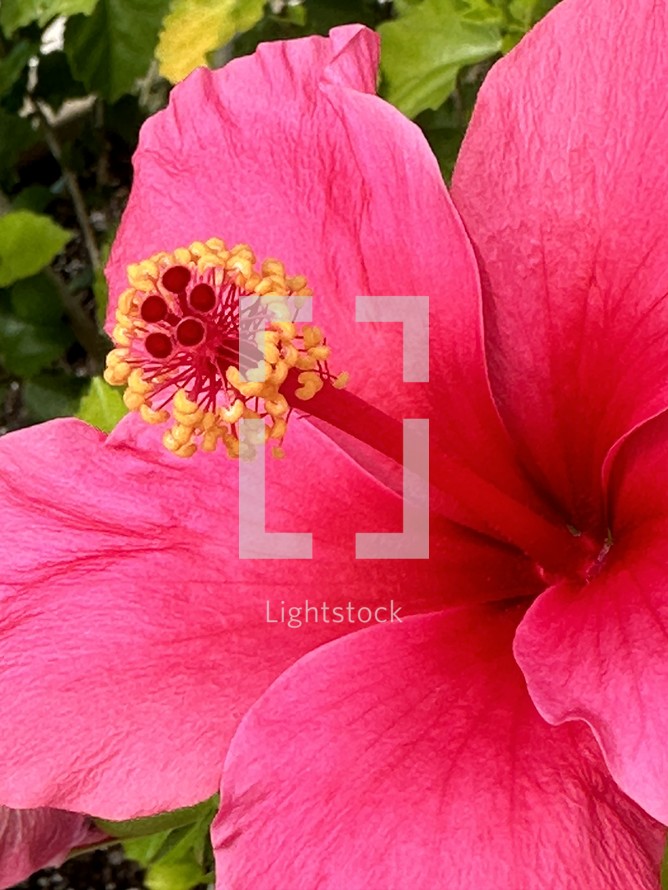 closeup of a bright pink hibiscus petals and pistil with yellow stamen and red stigma