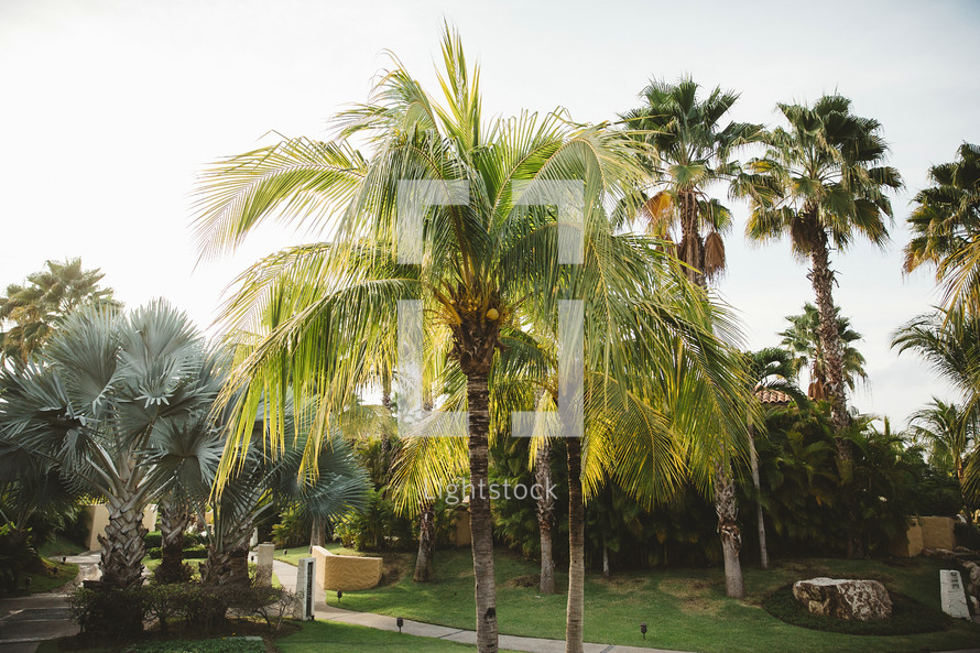 palm tree at a resort 