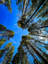 looking up at tall trees 