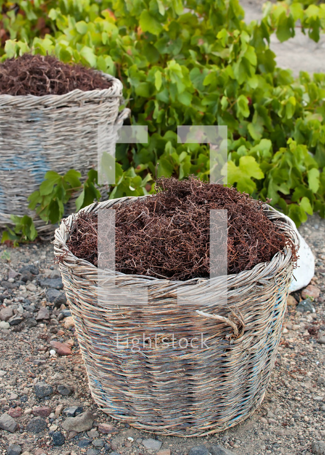 Baskets with stalks in the vineyard, Santorini, Greece.