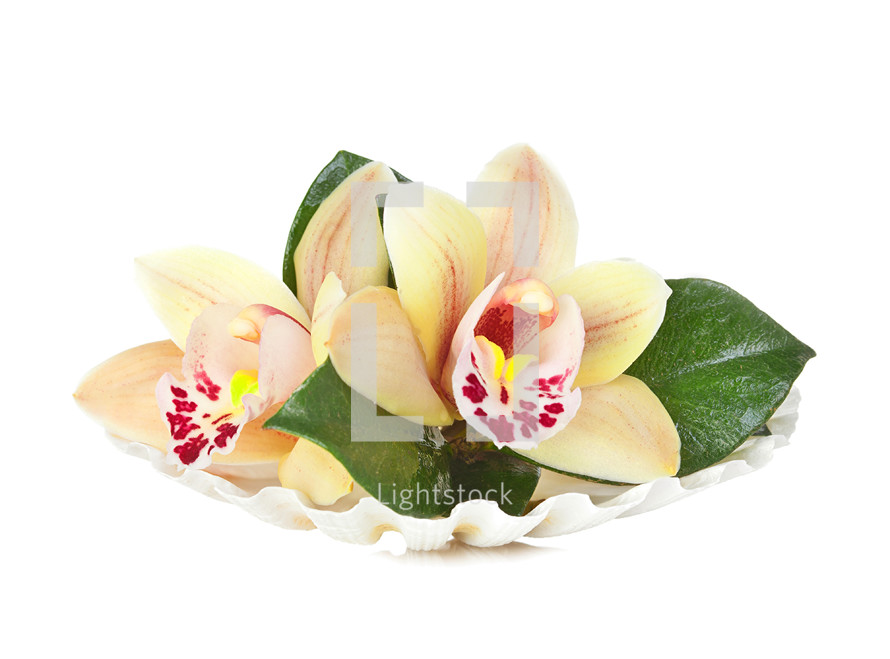Orchid flowers in the seashell on white background