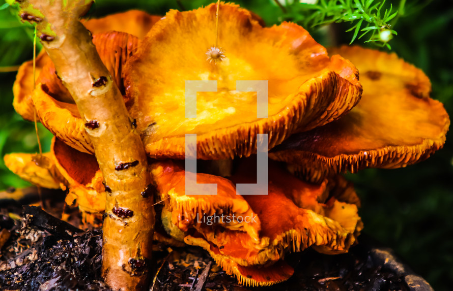 orange fungus 