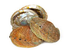 Four abalone shells on a white background