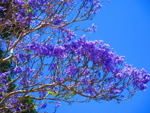 purple spring flowers on a tree