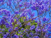 purple spring flowers on a tree  - Jacaranda 
