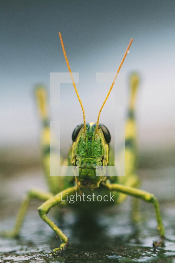 grasshopper closeup