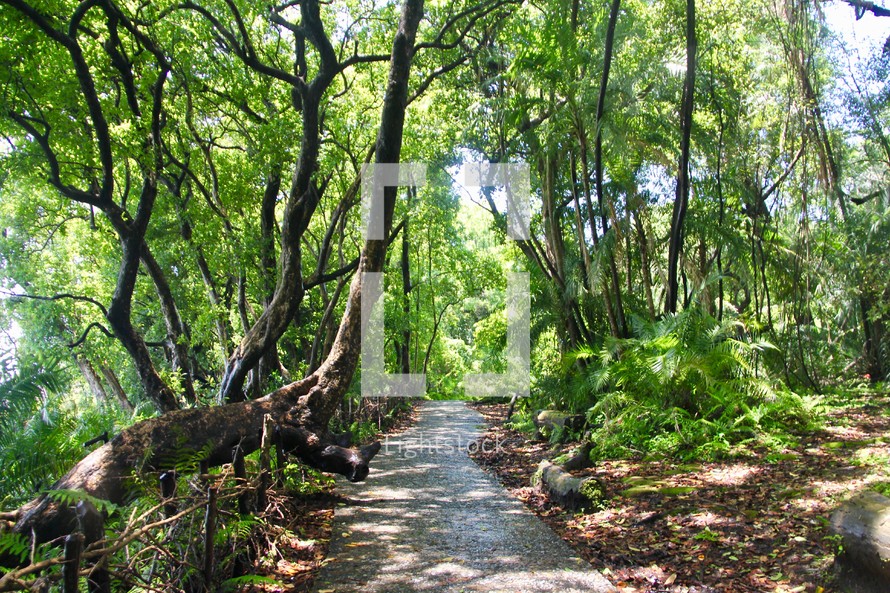 nature trail through a jungle 