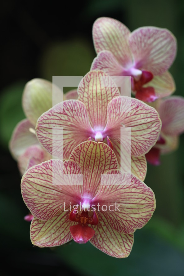 yellow and pink striped orchids 