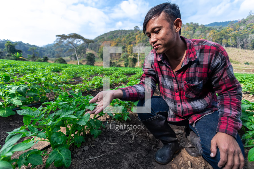 a young farmer tending a potato plant 