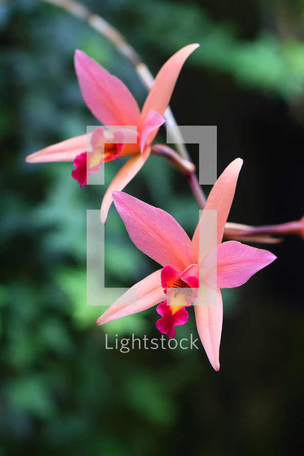 peach and pink orchids 