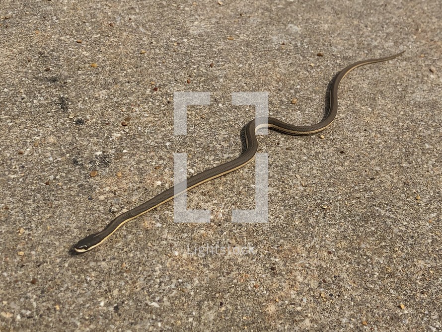 snake heading diagonally on concrete 