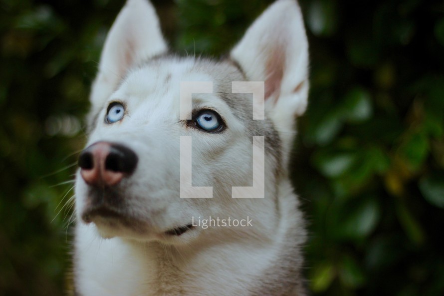 Husky with blue eyes looking up 