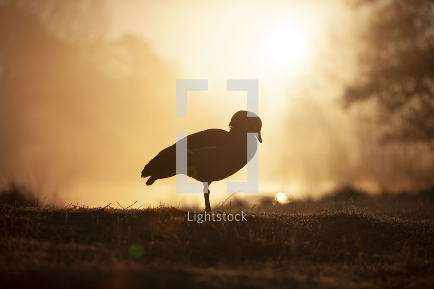 silhouette of a duck at sunset 