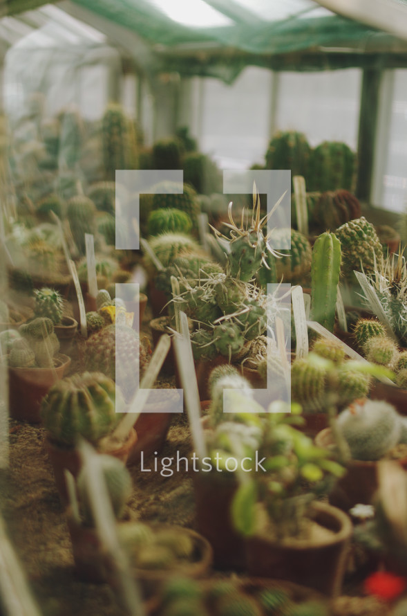 Potted cactus growing in a greenhouse — Photo — Lightstock
