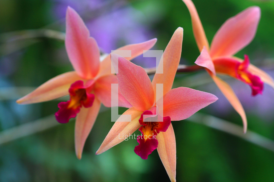 peach and pink orchids