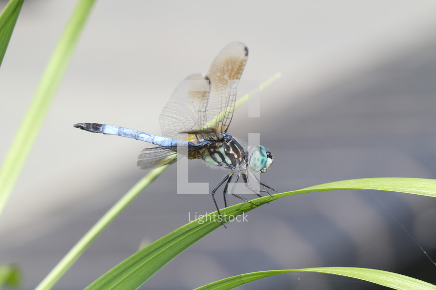Close up of dragon fly on a blade of grass.