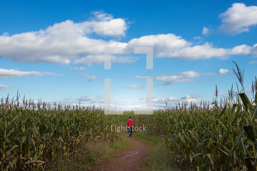 maze in a corn field 