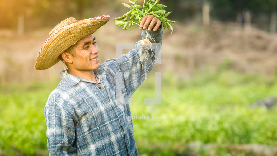 farmer in a potato field 