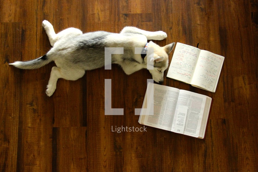 a Husky puppy sleeping next to an open Bible and journal 