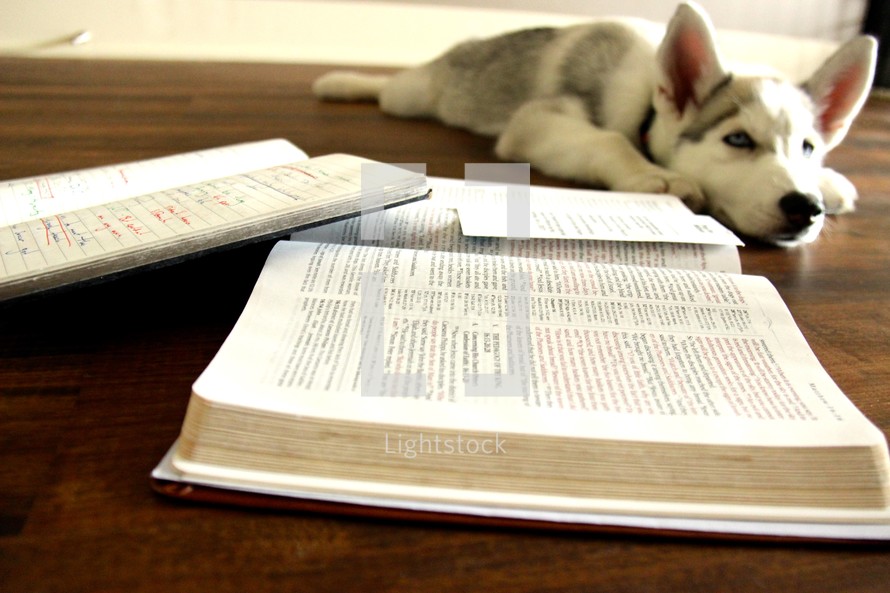 A Husky puppy sleeping next to an open Bible 