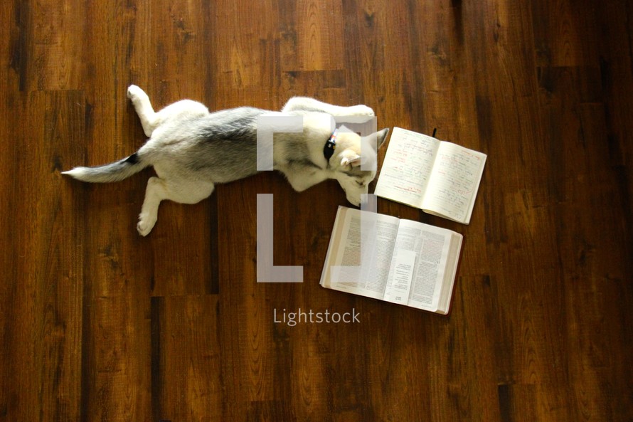 A Husky puppy sleeping next to an open Bible 
