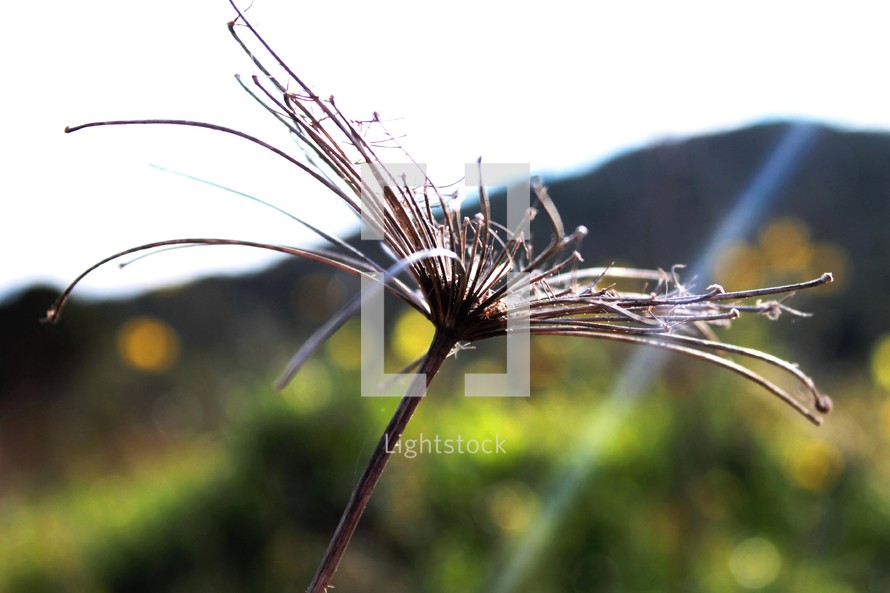 dried flower outdoors 
