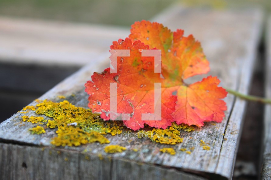 orange fall leaf and moss