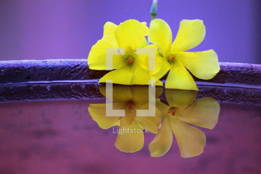 yellow orchid flower on purple water 